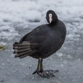 Eurasian coot on the ice Royalty Free Stock Photo