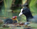 Eurasian coot with its baby