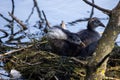 Eurasian Coot Juveniles Nestled in their Lakeside Nest Royalty Free Stock Photo