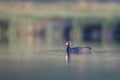 Eurasian coot on lake Coot duck Fulica atra Royalty Free Stock Photo