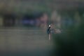 Eurasian coot on lake Coot duck Fulica atra Royalty Free Stock Photo