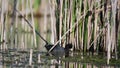 The Eurasian Coot is looking for food. Fulica atra