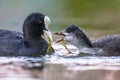 Eurasian coot mother feeding young Royalty Free Stock Photo