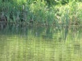 Eurasian coot near the green shore