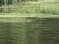 Eurasian coot near the green shore