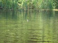 Eurasian coot near the green shore