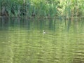 Eurasian coot near the green shore