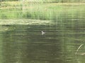 Eurasian coot near the green shore