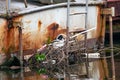 Eurasian Coot nest on the back of a rusty old boat, Amsterdam canal Royalty Free Stock Photo