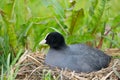 Eurasian Coot on nest Royalty Free Stock Photo