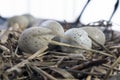 Eurasian coot nest, Fulica atra egg in nature Royalty Free Stock Photo