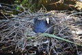 Eurasian coot on nest, on water.