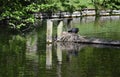 Eurasian coot on nest, on water.