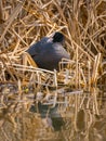 Eurasian coot nesting Royalty Free Stock Photo