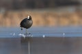 Eurasian coot One Foot Standing on Ice, Fulica atra on Ice, Black Bird Royalty Free Stock Photo