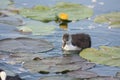 eurasian coot in a pond