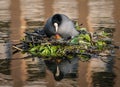 Eurasian Coot sits on her nest, looking at her newly hatched baby Royalty Free Stock Photo