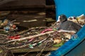 Eurasian Coot sitting on a nest built with human trash and litter Royalty Free Stock Photo