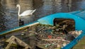 Eurasian Coot sits on a nest made of twigs and trash, in a partially sunk boat in an Amsterdam canal, while partner defends nest f Royalty Free Stock Photo