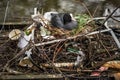 Eurasian Coot sitting on a nest built with human trash and litter Royalty Free Stock Photo