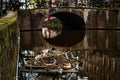 Eurasian Coot sitting on a nest built with human trash and litter Royalty Free Stock Photo