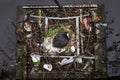 Eurasian Coot sitting on a nest built with human trash and litter Royalty Free Stock Photo