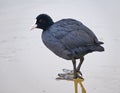 Eurasian Coot stands on frozen ice in winter Royalty Free Stock Photo