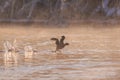 Eurasian coot in sunrise Royalty Free Stock Photo