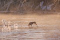 Eurasian coot in sunrise Royalty Free Stock Photo