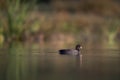 Eurasian coot swimming on lake Coot duck Fulica atra Royalty Free Stock Photo