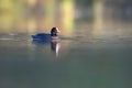 Eurasian coot swimming on lake Fulica atra swims on the pond in summer early morning Royalty Free Stock Photo