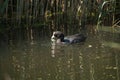 Eurasian coot swimming