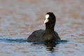 Eurasian coot swimming in water in autumn nature.