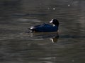 Eurasian coot swims in Izumi forest pond 5