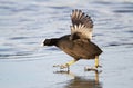 Eurasian Coot trying to walk on ice Royalty Free Stock Photo