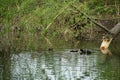 An eurasian coot with two baby coots in a dead river branch. The babies have fluffy, fur-like feathers.