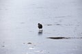 Eurasian coot walking away on the ice Royalty Free Stock Photo