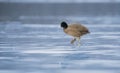 Eurasian Coot walking on the ice in winter Royalty Free Stock Photo