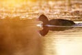 Eurasian coot in water at sunrise, wild bird in lake Royalty Free Stock Photo