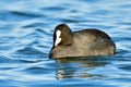 Eurasian coot in winter