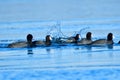 Eurasian coot in winter