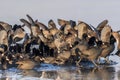 Eurasian coot in winter Royalty Free Stock Photo