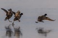 Eurasian coot in winter Royalty Free Stock Photo