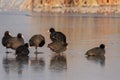 Eurasian coot in winter Royalty Free Stock Photo