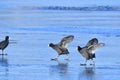 Eurasian coot in winter on ice Royalty Free Stock Photo