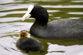 Eurasian Coot and young Royalty Free Stock Photo