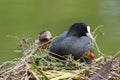 Eurasian coot with young coot Royalty Free Stock Photo