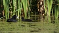 Eurasian Coot with young facing mom in reedlands