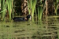 Eurasian Coot with young swimming along in reedlands Royalty Free Stock Photo