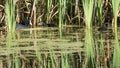 Eurasian Coot with young in water reflected reedlands Royalty Free Stock Photo